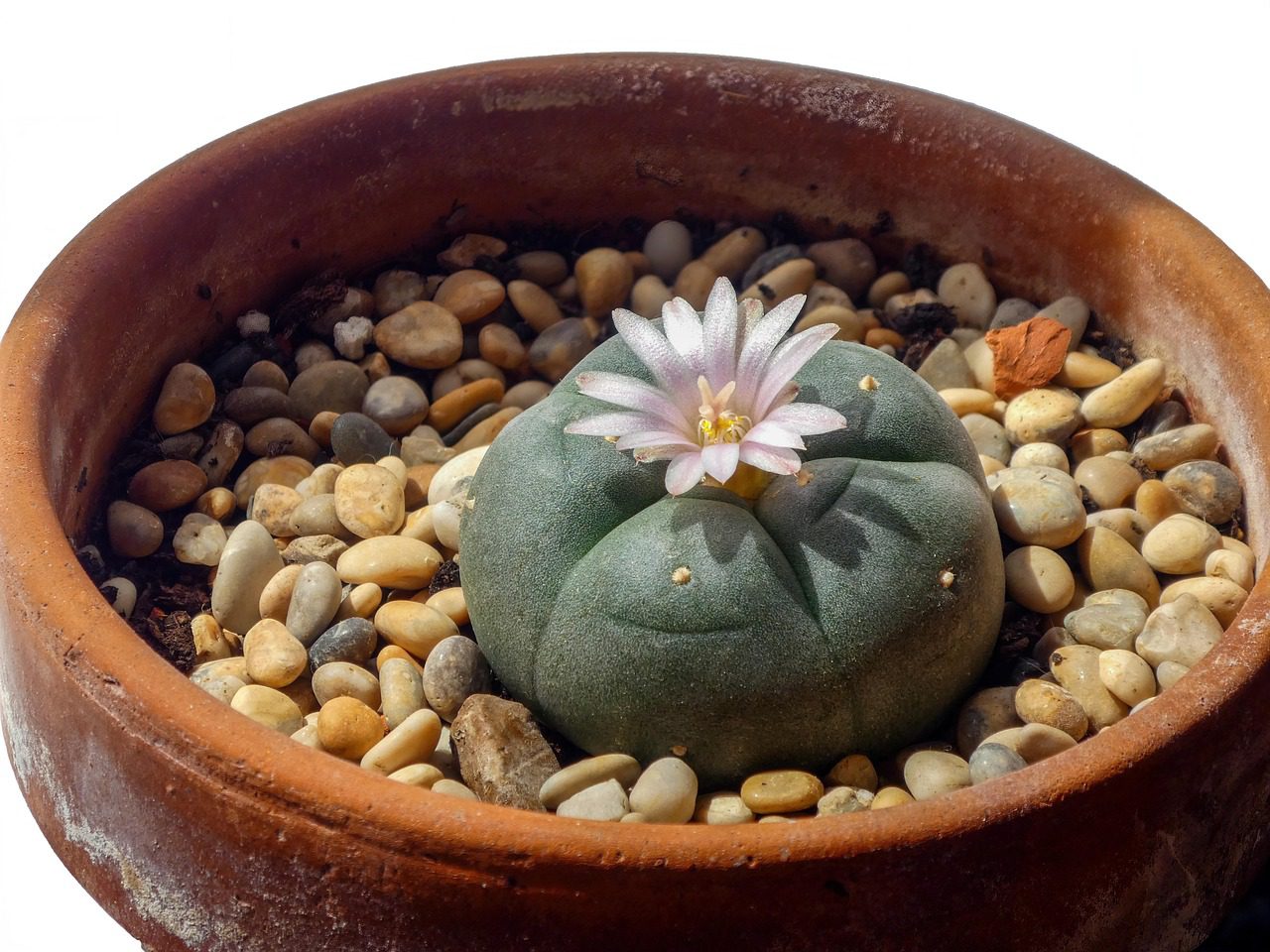 Cultivating peyote illegal under California HS 11363 law